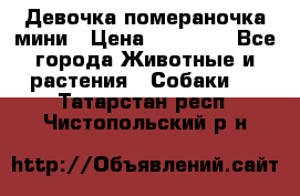 Девочка помераночка мини › Цена ­ 50 000 - Все города Животные и растения » Собаки   . Татарстан респ.,Чистопольский р-н